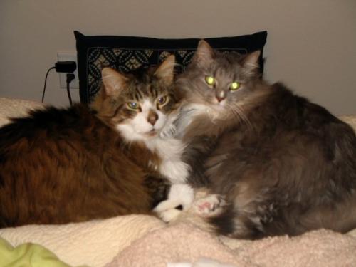 Cats in Cody-16